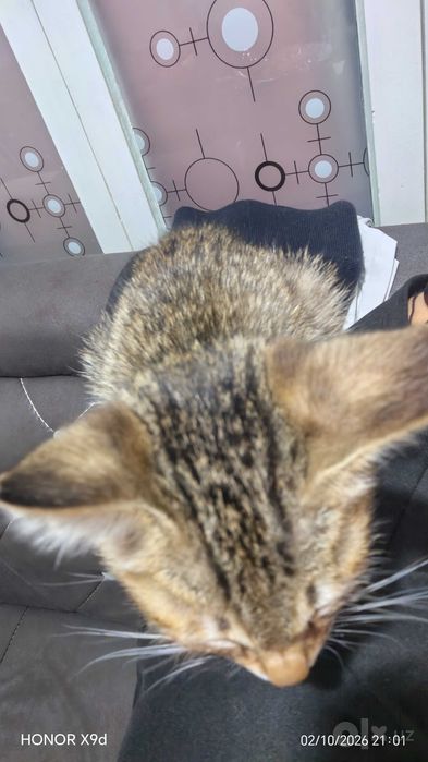 Котенок. Отдам даром.