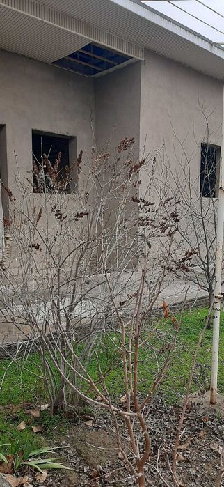 Hovli sotiladi 5 sotix