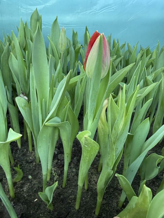 Тюльпаны с луковицей  как рассада