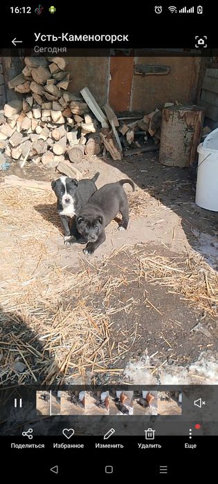 Щенок Алабай девочка