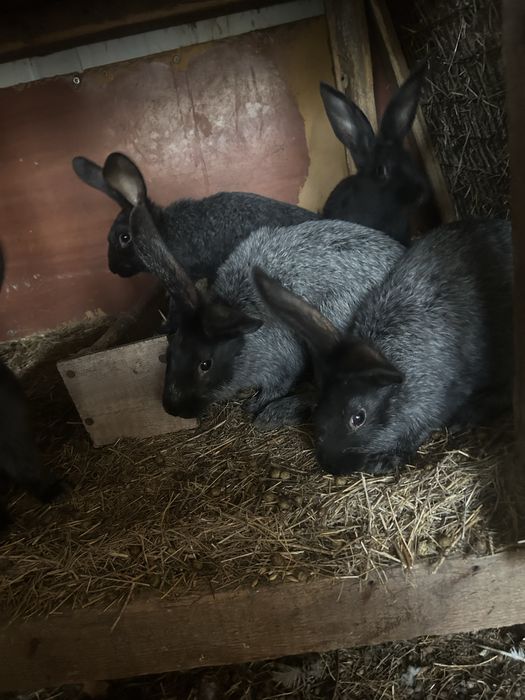 Продам кроликов разных возрастов