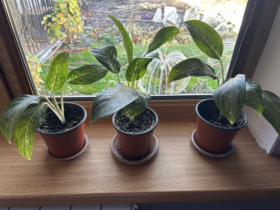 Комнатные цветы в продаже