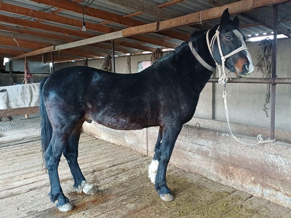 Айгыр сатылады .