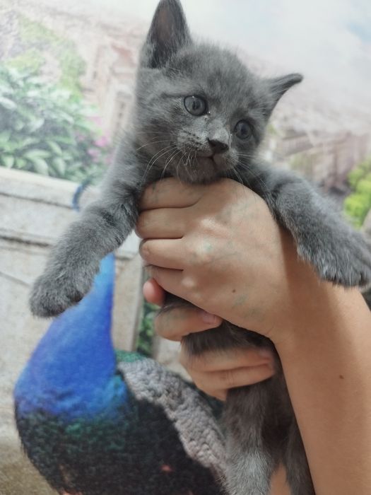 Котят добрые заботливые руки