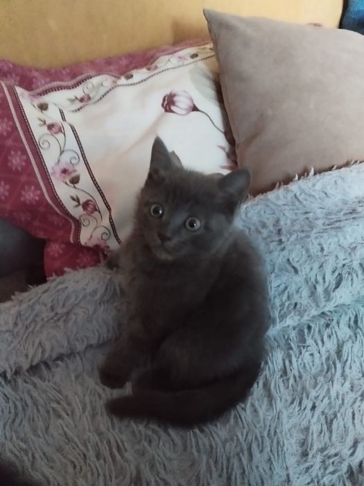 Отдам котят в добрые руки.