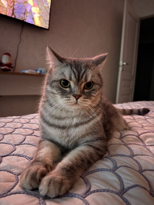 Отдадим в хорошие, добрые руки кота. Британский короткошерсный