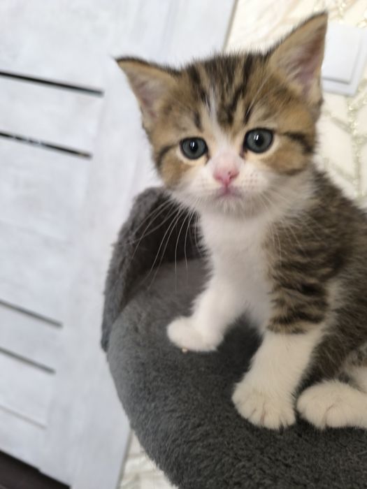 Продаются Скоттиш -Фолд и Скоттиш Страйт девочки и мальчики.