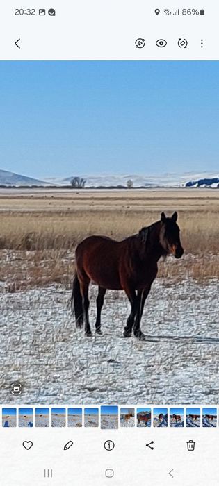 Сельхоз животные