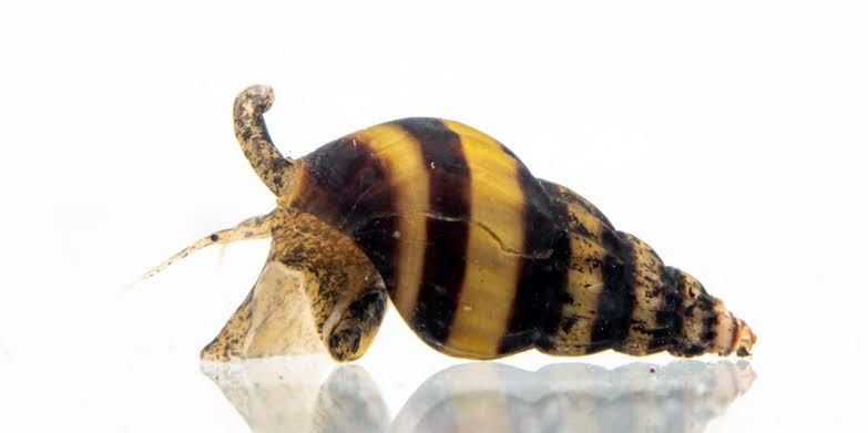 Улитка Хелена.                                        Ь