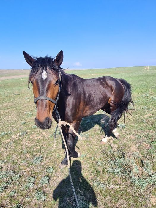 Продам коня 4 годовалый