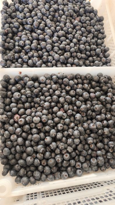 Голубика    Galubika