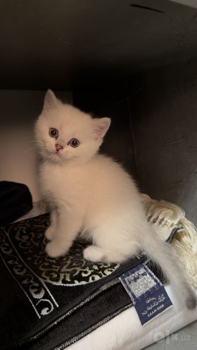 Щиншила.3 мальчика.1 девчонка.