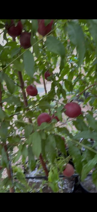 Pomi fructiferi la ghiveci !