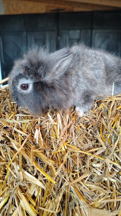 Iepuri pitici urgent trimit în Arad și Timiș!!!