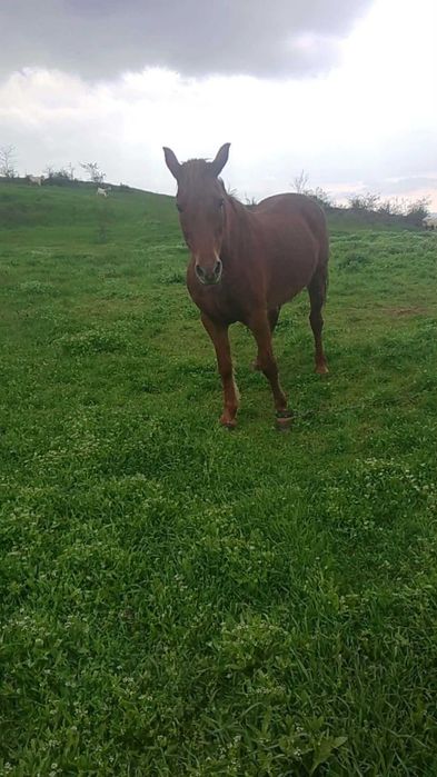 кобила обл. Плевен