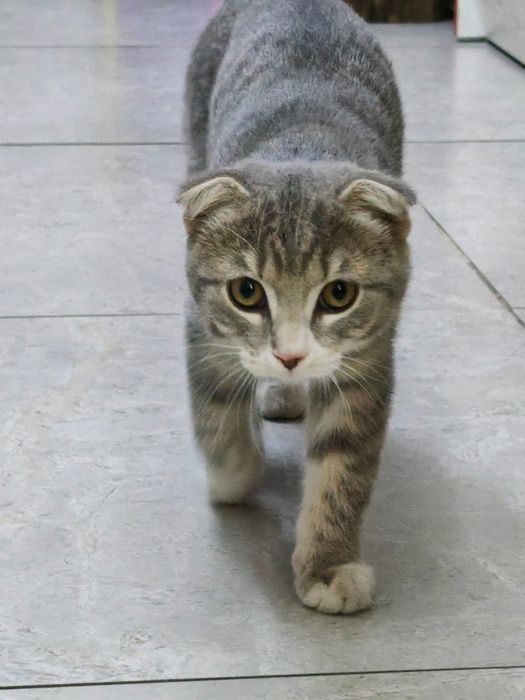 Британский кошка