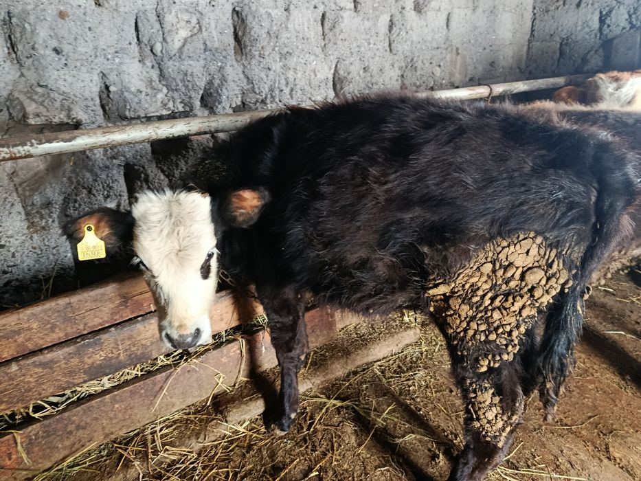 Продам 5 месячную телку