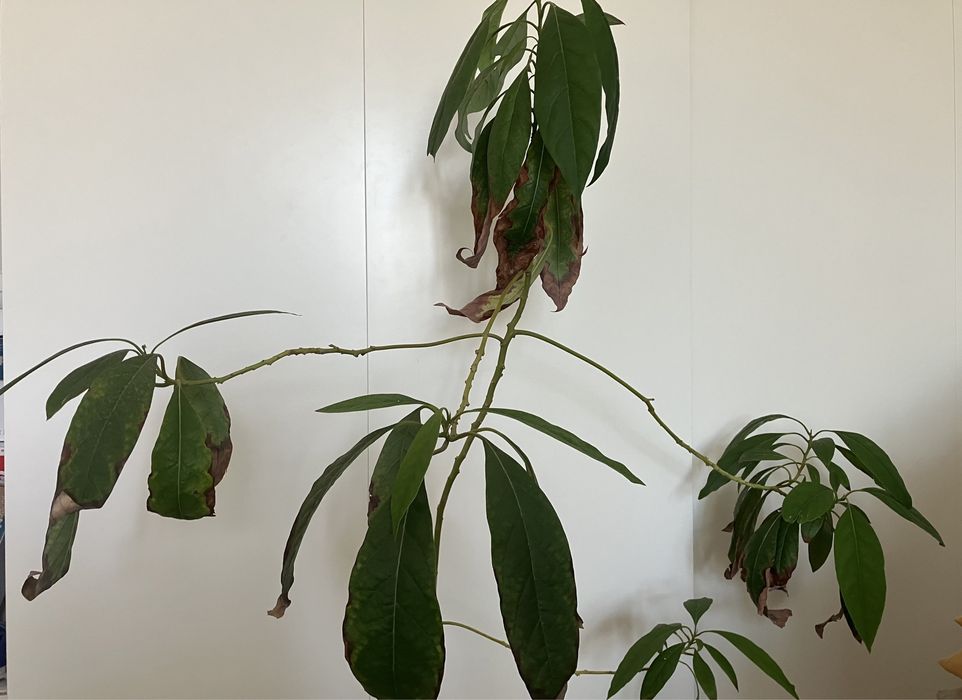 Plante Avocado in ghiveci