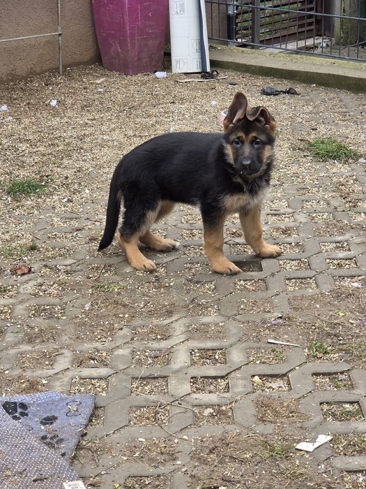 Ciobanesc german fetita cu pedigree