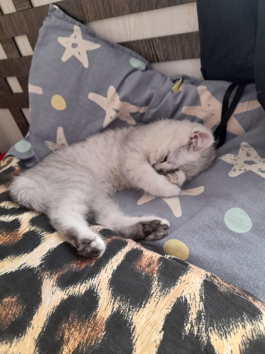 Seriy brisriy shinshila sotiladi