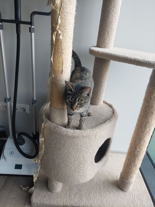 Котенок девочка стерилизованная