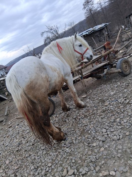 Vând cal armăsar bună de muncă  ac cept  or ce proba