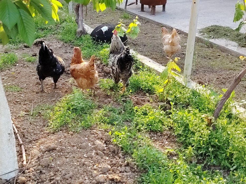 Петух / Хурозлар сотилади