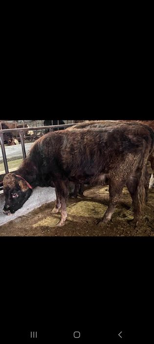 Сиырлар сатылады