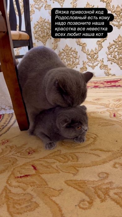 ВЯЗКА Привозной Кот!