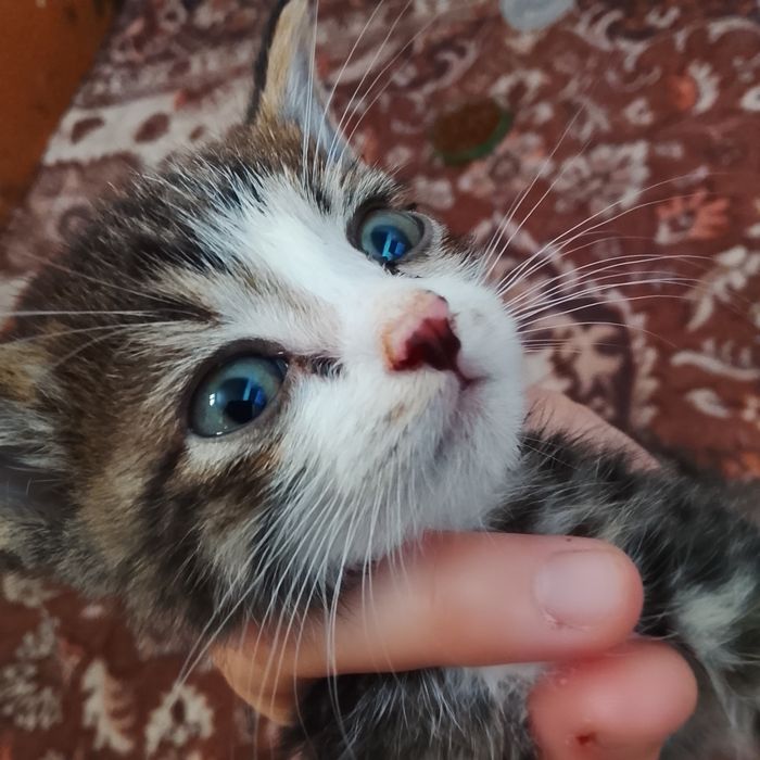 котёнок 6/7 недель, уже кушает влажный корм, игривый, ласковый