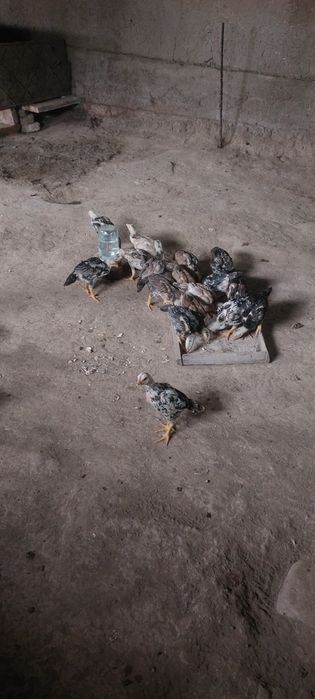 Ассаломалейкум дакан жужалар сотилади