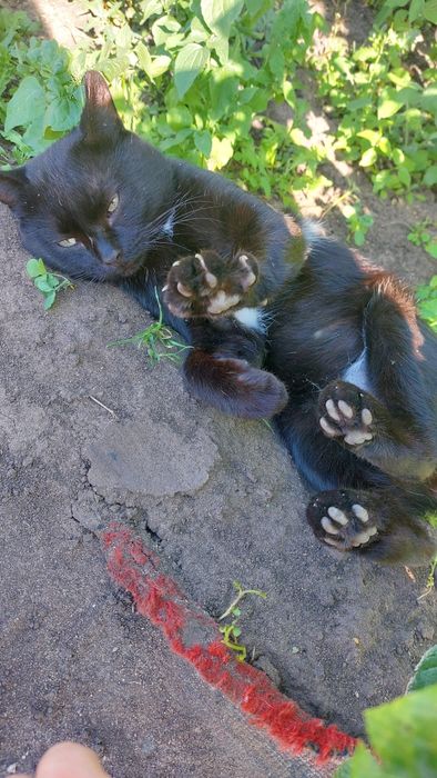 Отдам кота мышелов