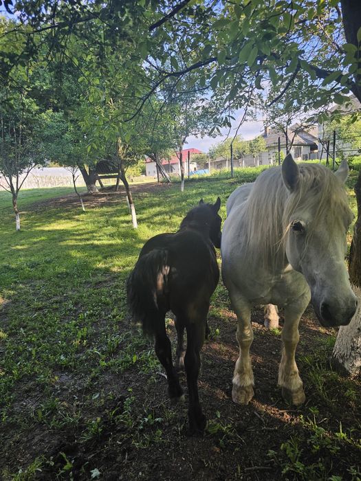Vând mânză sură de 5 luni