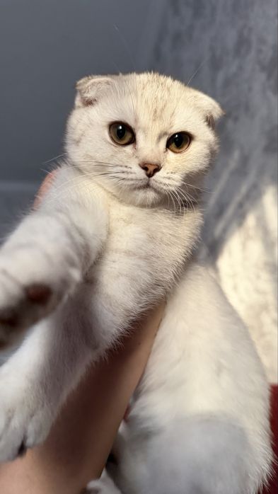 Шотланская вислоухая