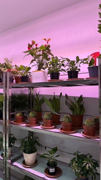 Комнатные цветы в ассортименте