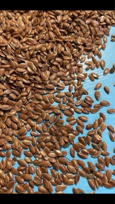 Продам  лён сафлор г.Костанай