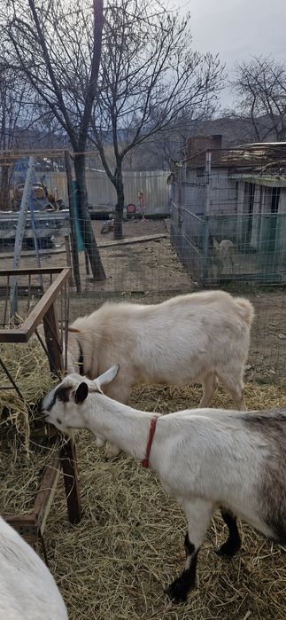 Saanen si un Țap corcitura de anglo nubian