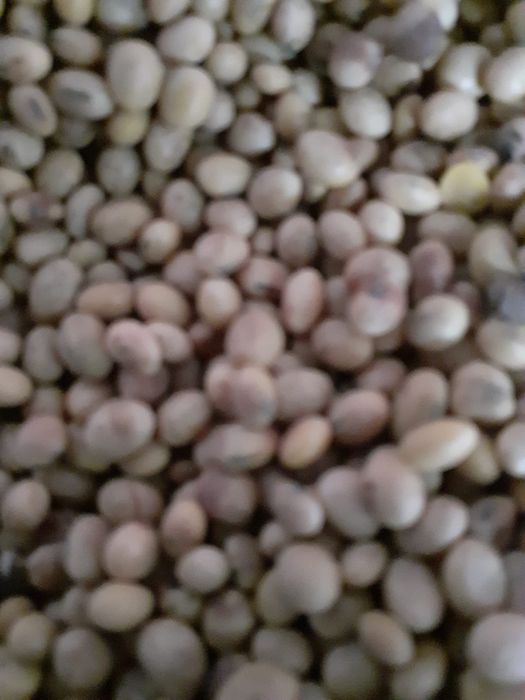 Soia consum de vânzare