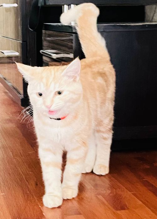 Британский и трёхцветный смешанная