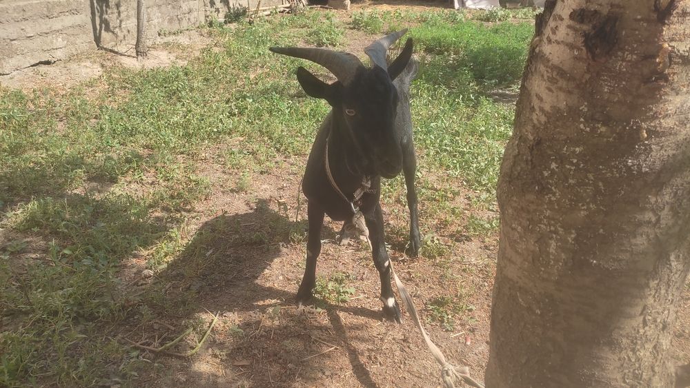 Мурсия ечкиси сотилади