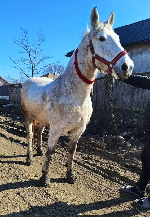 De vânzare iapă de 7 ani