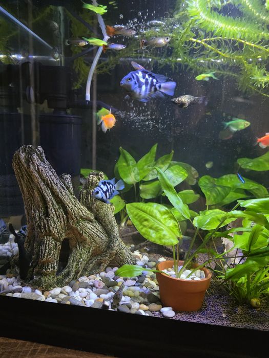 Рыбки попугай. Майкудук