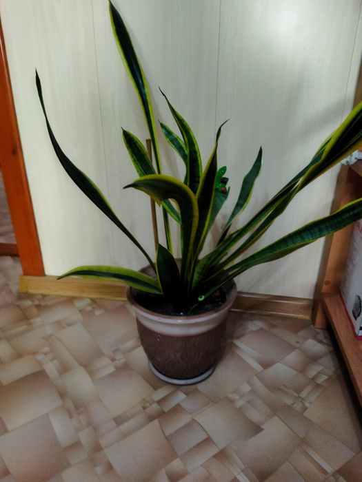 Продам цветок Щючий хвост