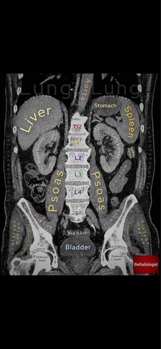 Antrenor fitness/personal personalizare expert kinesiologie tropologie