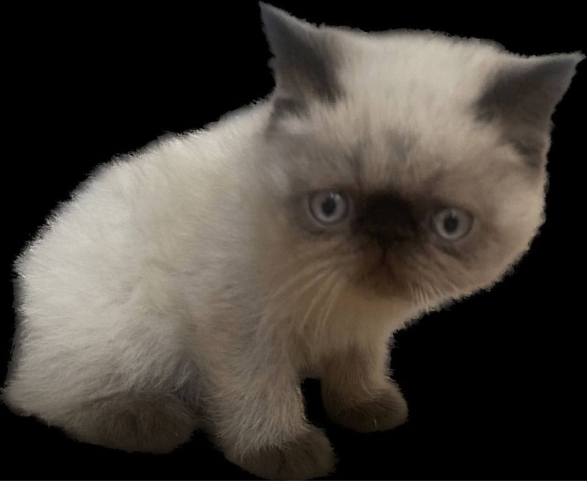 Экзотические вислоухие (Флеппиг)