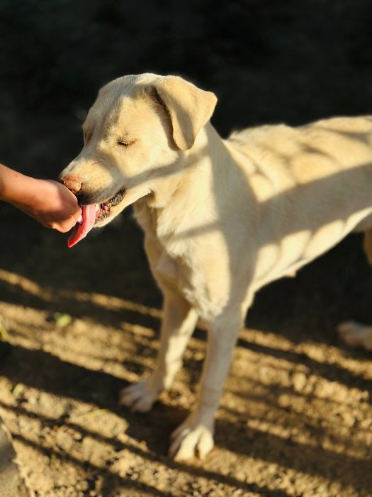 Охана ищет семью.