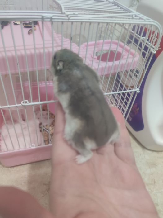 Продам джунгарского хомяка умная девочка