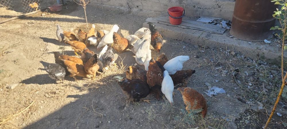 Продам куры ... домашних