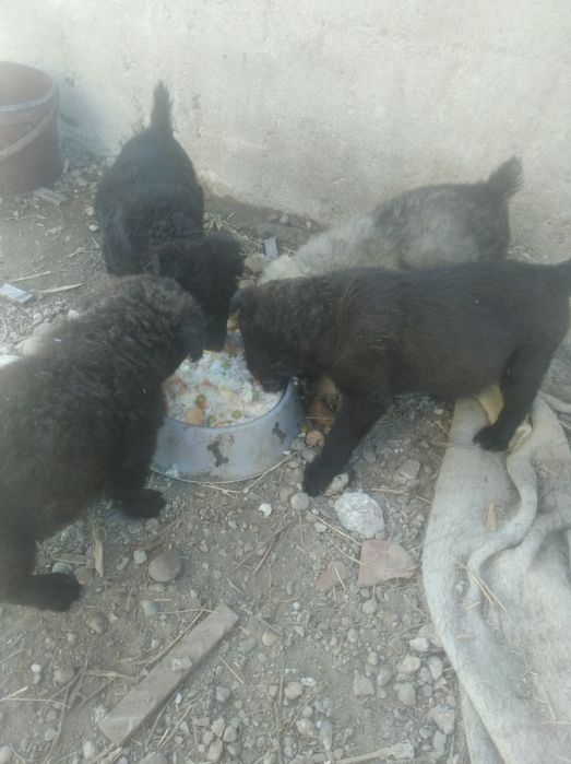 Donez 4 pui de catel