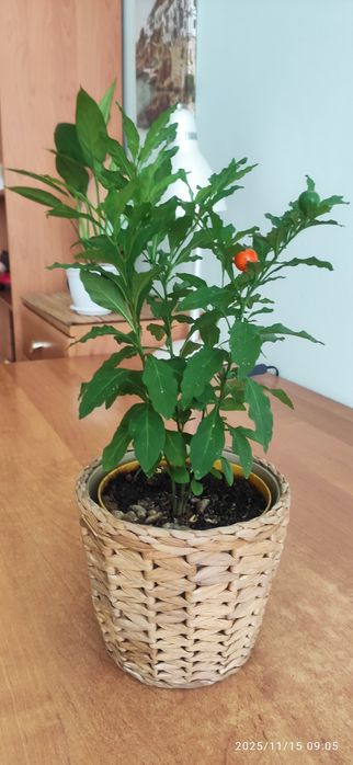 Продам " дамское счастье " , молодые суккуленты